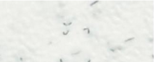Glacier Grey Orange Peel Glacier Grey Orange Peel